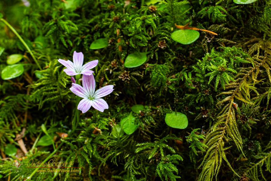 Candyflower (Claytonia sibirica) growing in moss along the Nels Rogers Trail