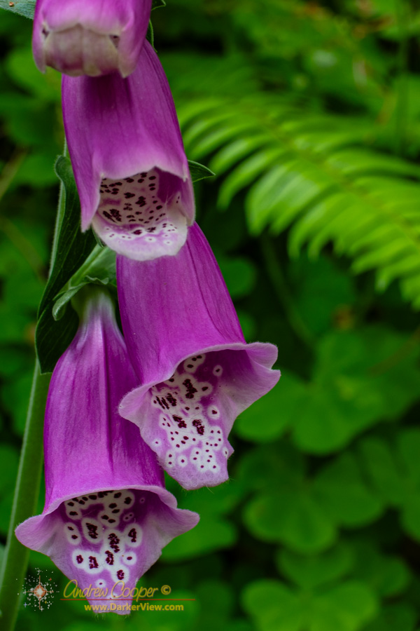 Floxglove blooms along a trail in the Tillamook Forest