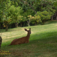 A doe lounges in the shade