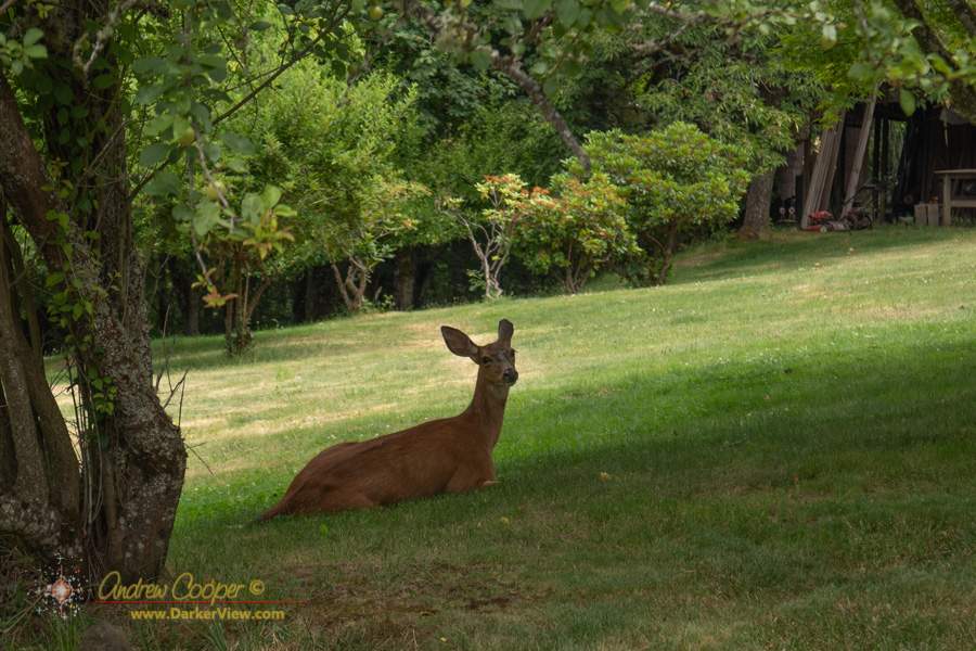 A doe lounges in the shade