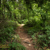 A trail through the woods at Cach Nature Park