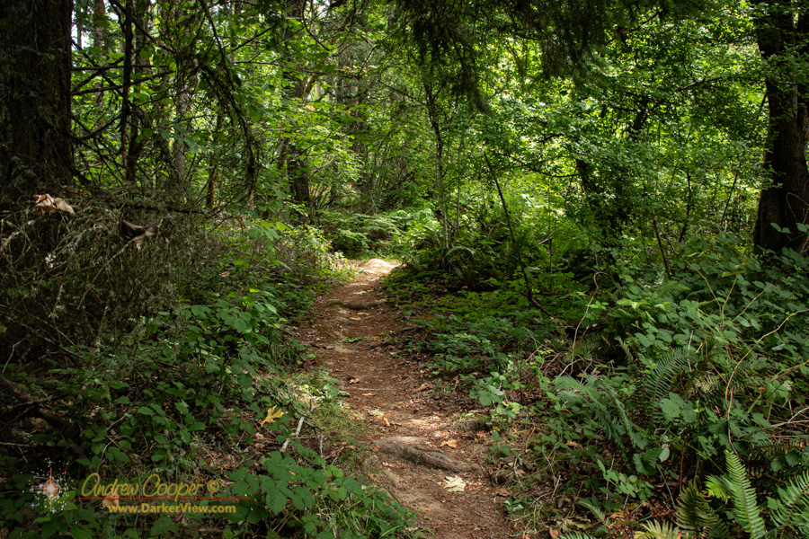 A trail through the woods at Cach Nature Park