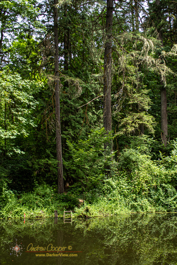 Jerry's Pond, a childhood swimming hole