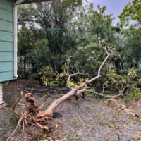 A mature plumeria blown down in Hurricane Lala