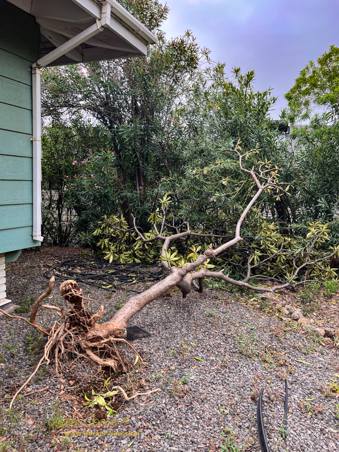 A mature plumeria blown down in Hurricane Lala