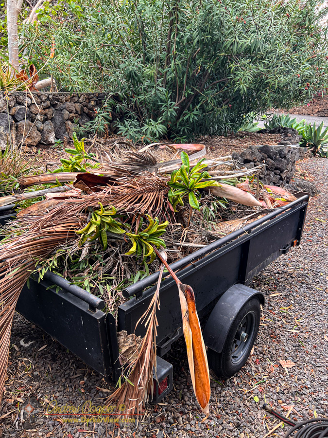 A trailer load of debris await removal after Hurricane Lala