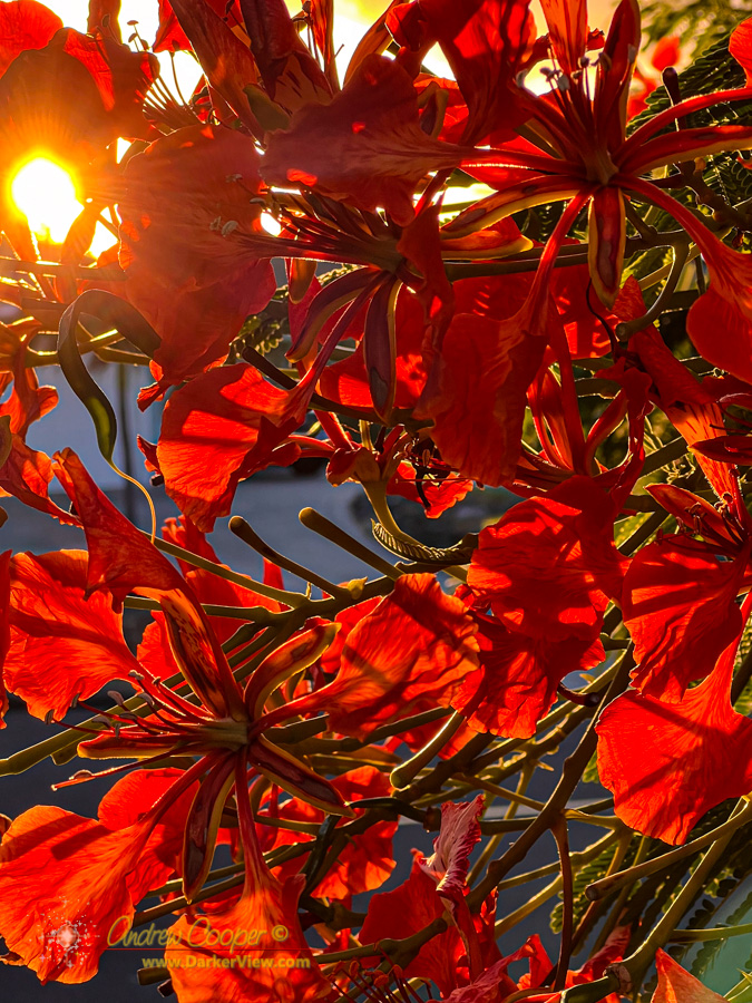 Royal Poinciana blooms in the light of sunset